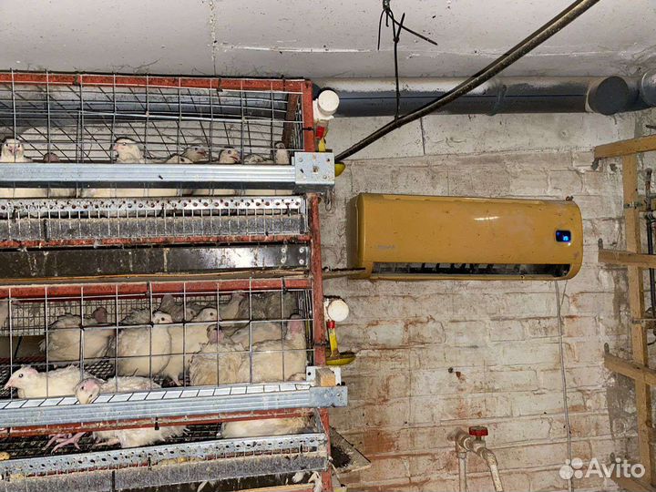 Инкубационное яйцо перепела