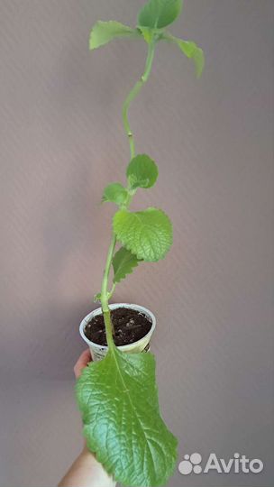 Мята комнатная (плектрантус)