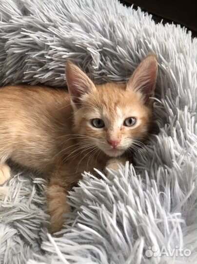 Кошки в добрые руки бесплатно