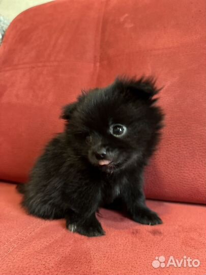 Щенки шпица мини