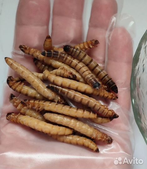 Сверчки, зофобас, мучник и пр.заморозка