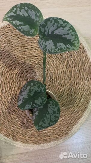 Эпипремнум расписной, переския