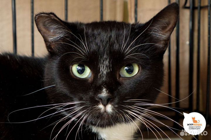 Очаровательная кошка Джулия, 5 лет