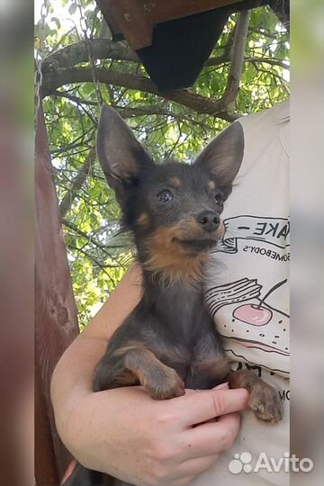 Девочка русского тоя 10мес