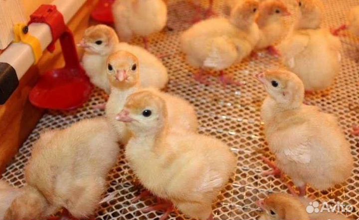 Индюшата биг 6