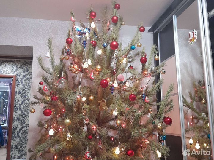 Елка новогодняя живая