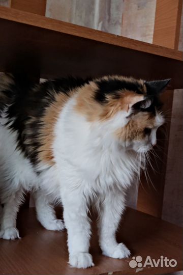 Трёхцветная кокетка