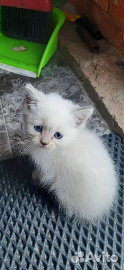 Британская кошка в дар