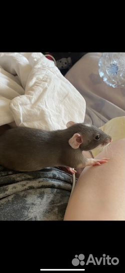 Крысы дамбо