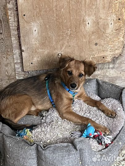 Собаки бесплатно