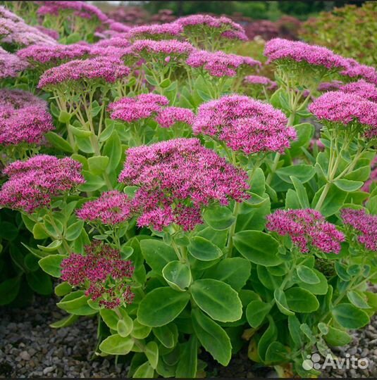 Очиток видный (многолетник)