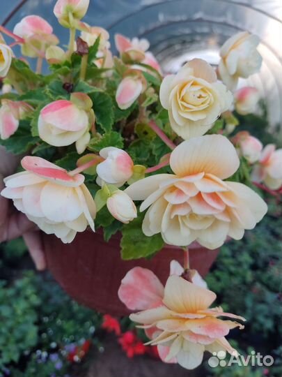 Бегония ампельная вегетативная