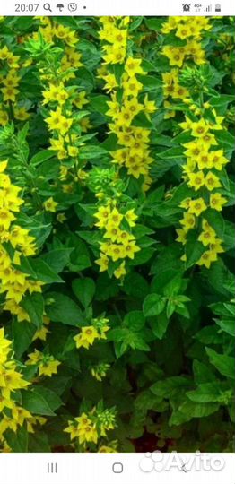 Черемша,лимонник,цветы