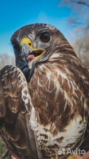 Орнитолог с выездом на дом по Москве и Подмосковью