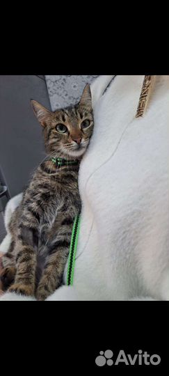 Кошка стерилизованная