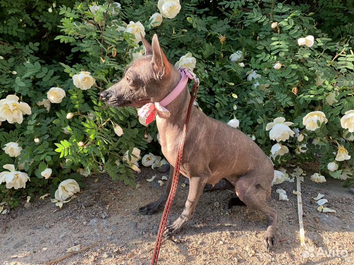 Ксолоитцкуинтли mini