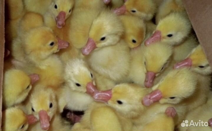 Гусята Линдовские