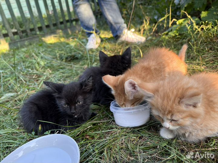 Кошка в дар бесплатно