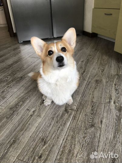 Ветеринар на дом. Ветеринарный врач