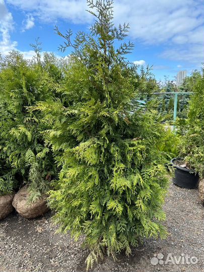 Туя Брабант 180-200см