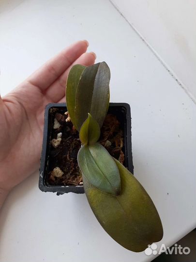 Орхидея Мини Марк