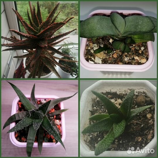 Суккуленты, алоэ, гастерия, хавортия