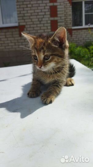 Котята в добрые руки бесплатно