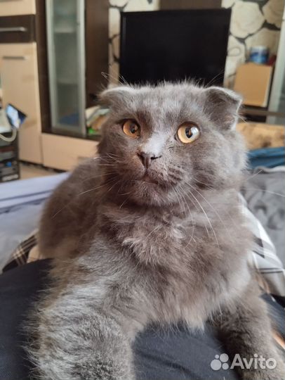 Шотландский котик в дар