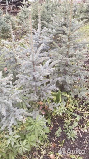 Ель голубая