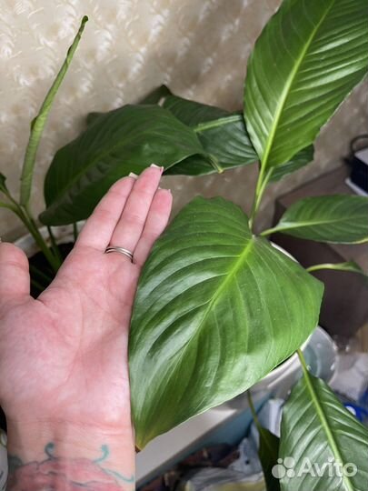 Спацифилум