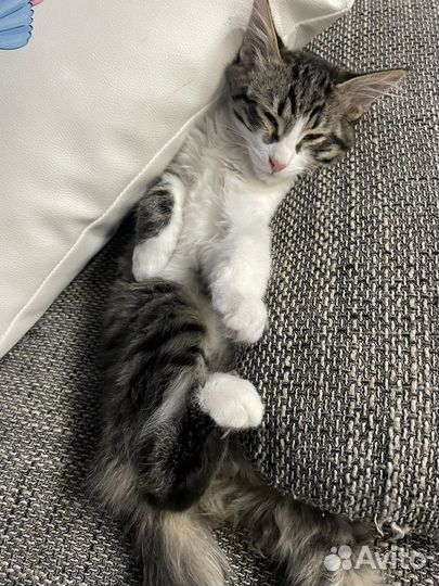 Котята в добрые руки мальчики