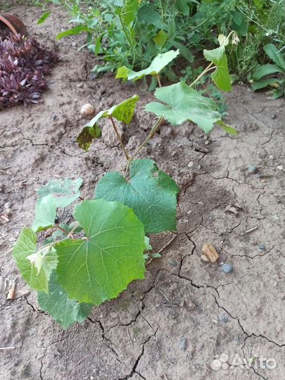 Саженец винограда