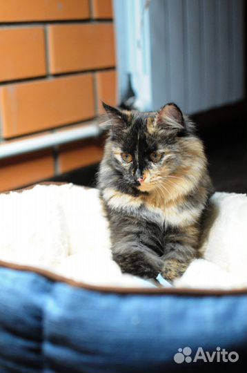 Котенок ищет семью