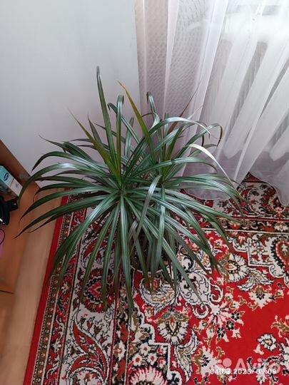 Пальма драцена