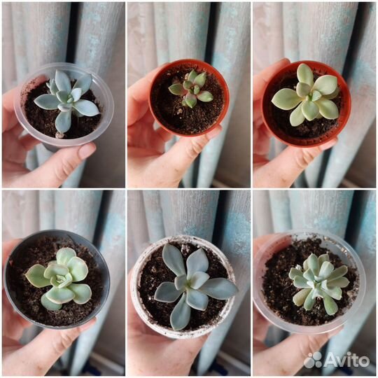Суккуленты