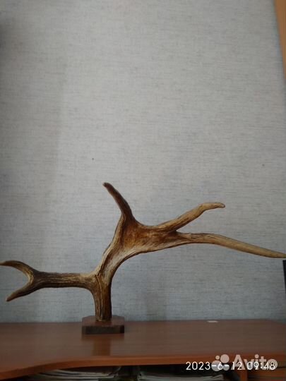 Продам рога лося