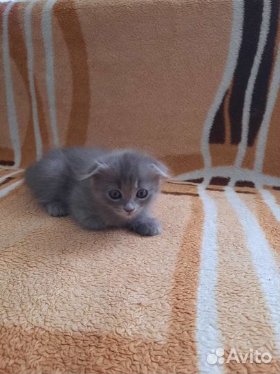 Кошка в дар бесплатно