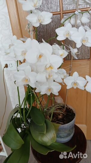 Орхидея