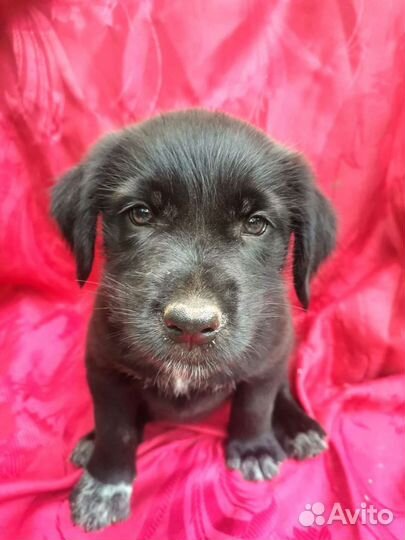 Бородач щенок Девочка в добрые руки