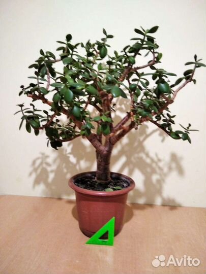 Толстянка, денежное дерево