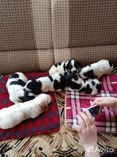 Русский спаниель