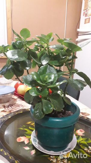 Комнатные растения цветы