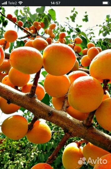 Саженцы абрикоса