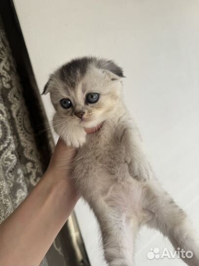 Шотландская