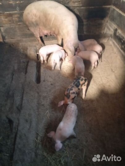 Поросята