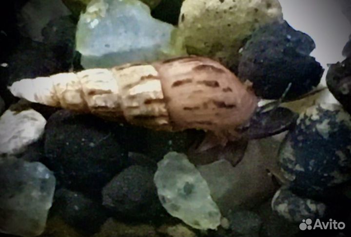 Улитка Мелания