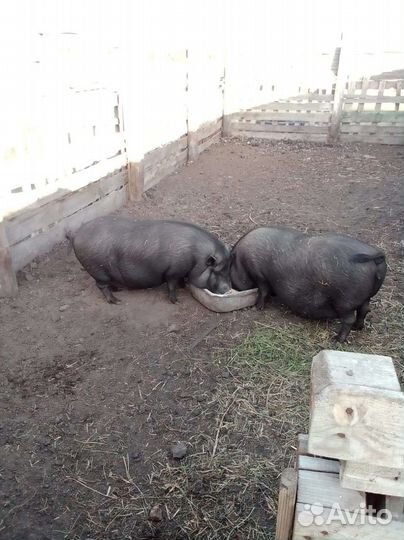 Вьетнамские вислобрюхие поросята