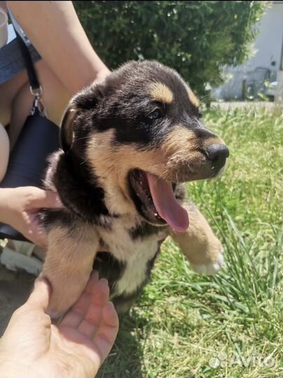 Собака в добрые руки щенок