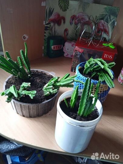 Комнатные растения