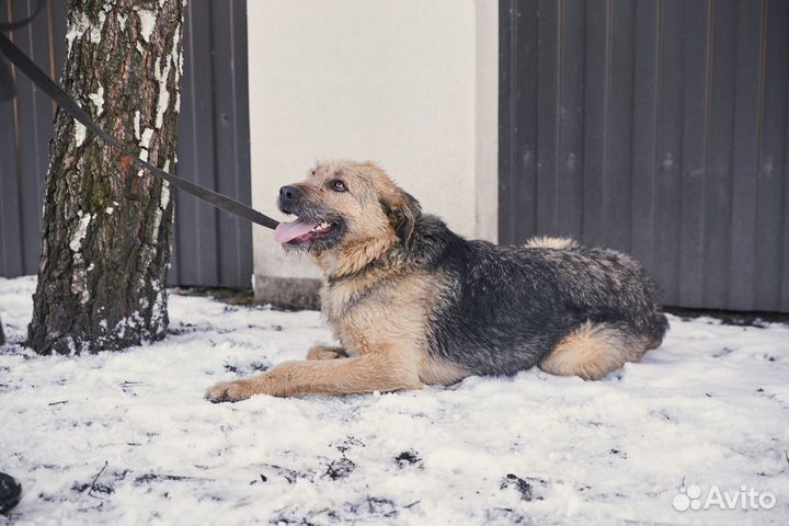 Хороший пёс Мюнхаузен в добрые руки
